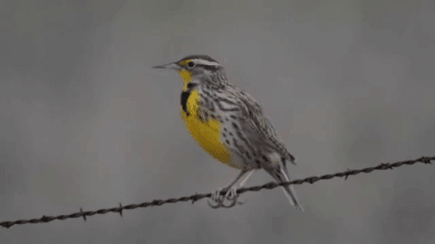 Burung meadowlark yang mengalami isolasi tingkah laku