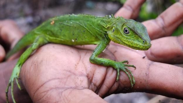 spesies fauna baru di papua