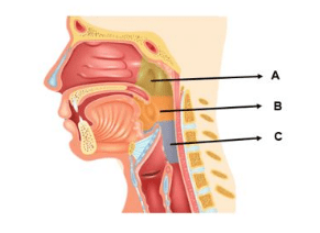 gambar anatomi hidung