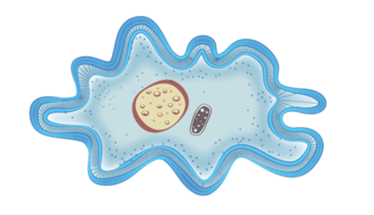 gambar mikroorganisme