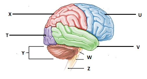 gambar otak