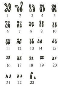gambar susunan kariotipe kromosom - latihan soal pts kelas 9 semester ganjil