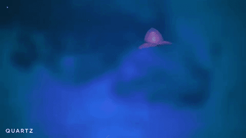 hewan bawah laut