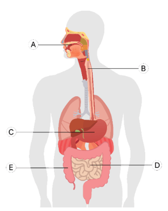 gambar organ dalam manusia