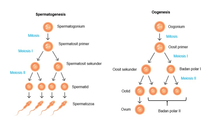 spermatogenesis dan oogenesis