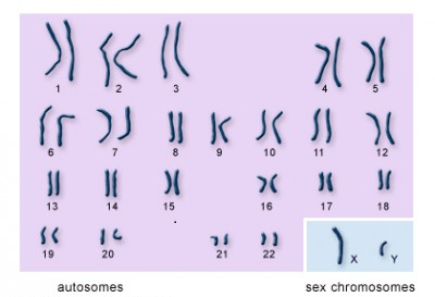 jumlah kromosom