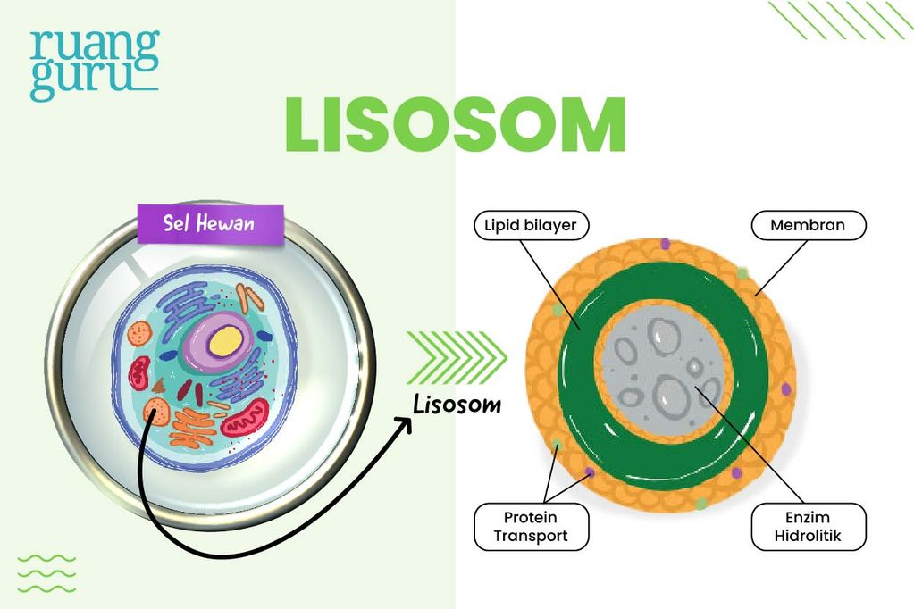 gambar lisosom - organel sel hewan dan tumbuhan