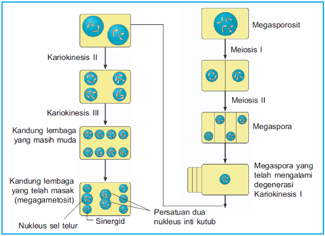 gametogenesis : tahapan megesporogenesis