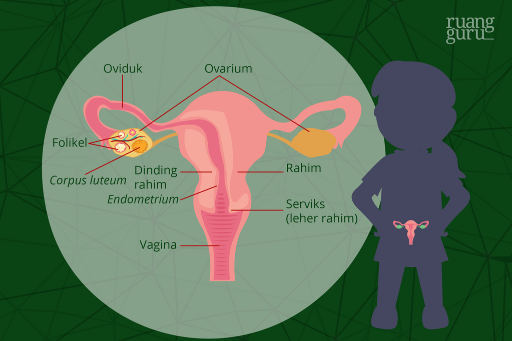 alat kelamin dalam reproduksi perempuan