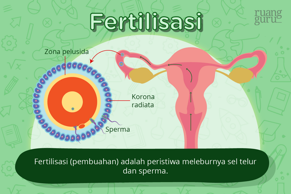 proses fertilisasi pada alat reproduksi perempuan