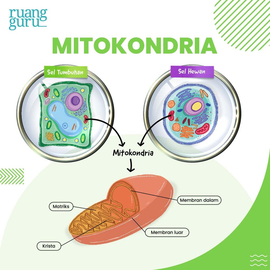 gambar mitokondria - organel sel hewan dan tumbuhan