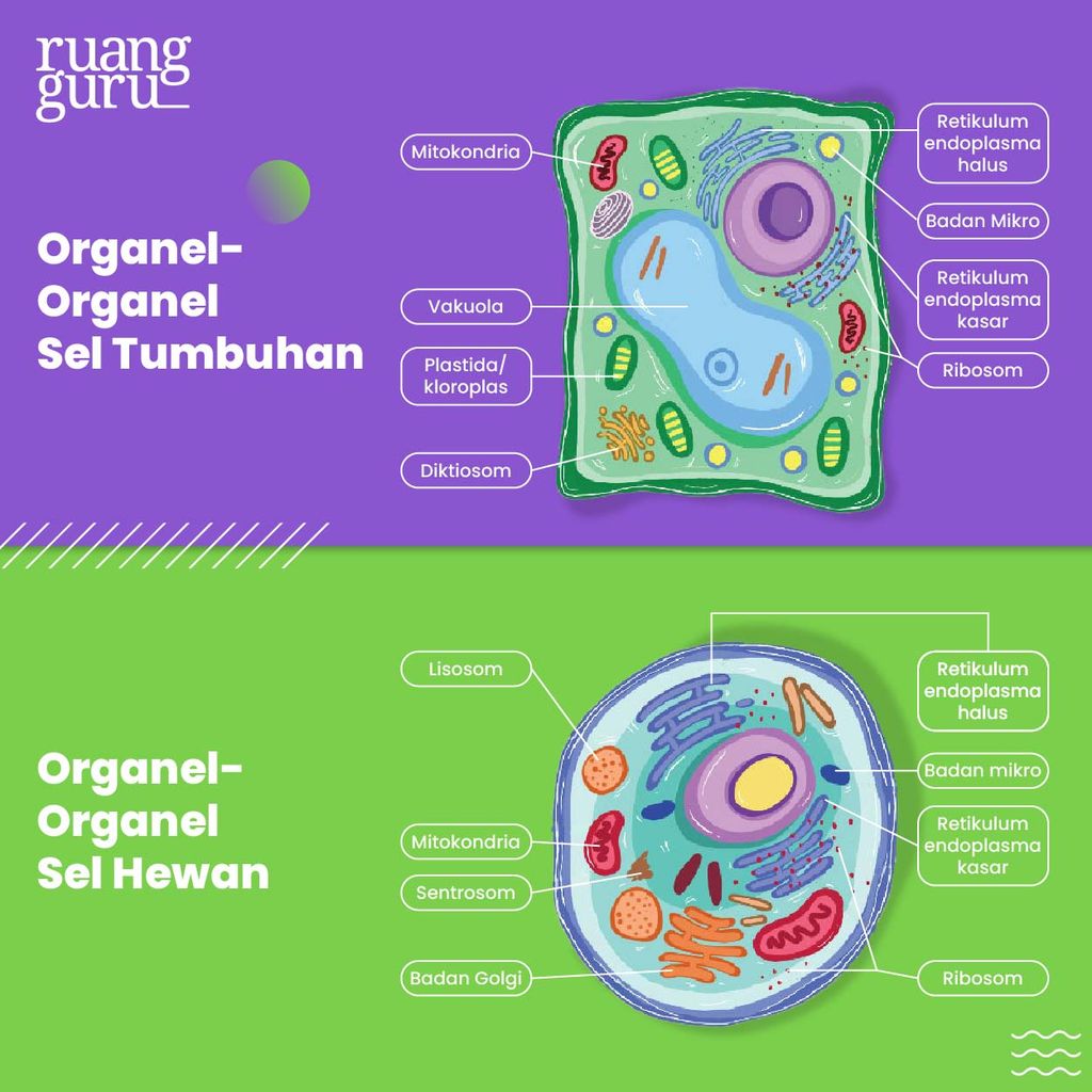 gambar organel sel tumbuhan dan hewan
