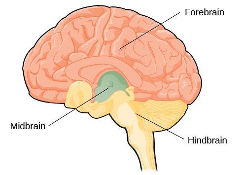 gambar otak tengah