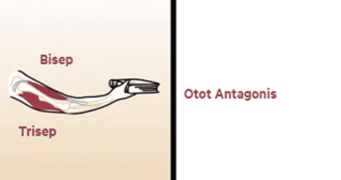 otot-antagonis-1
