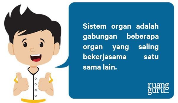 sistem sistem organ