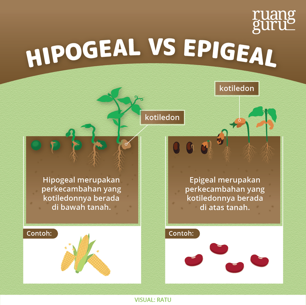 perkecambahan hipogeal dan epigeal