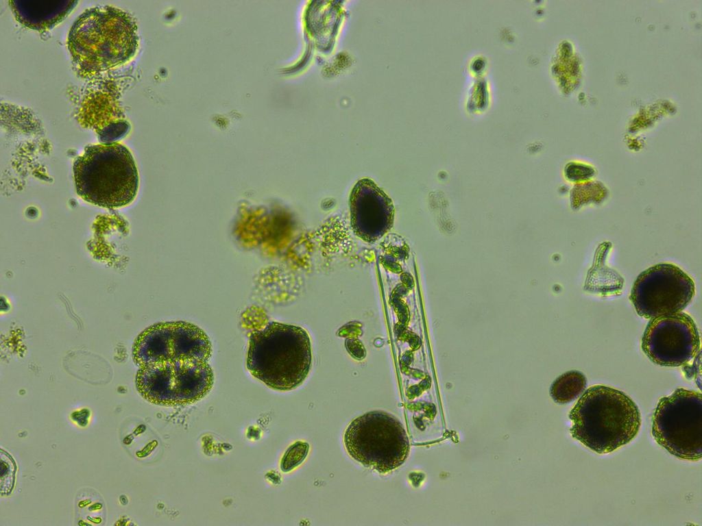 fitoplankton