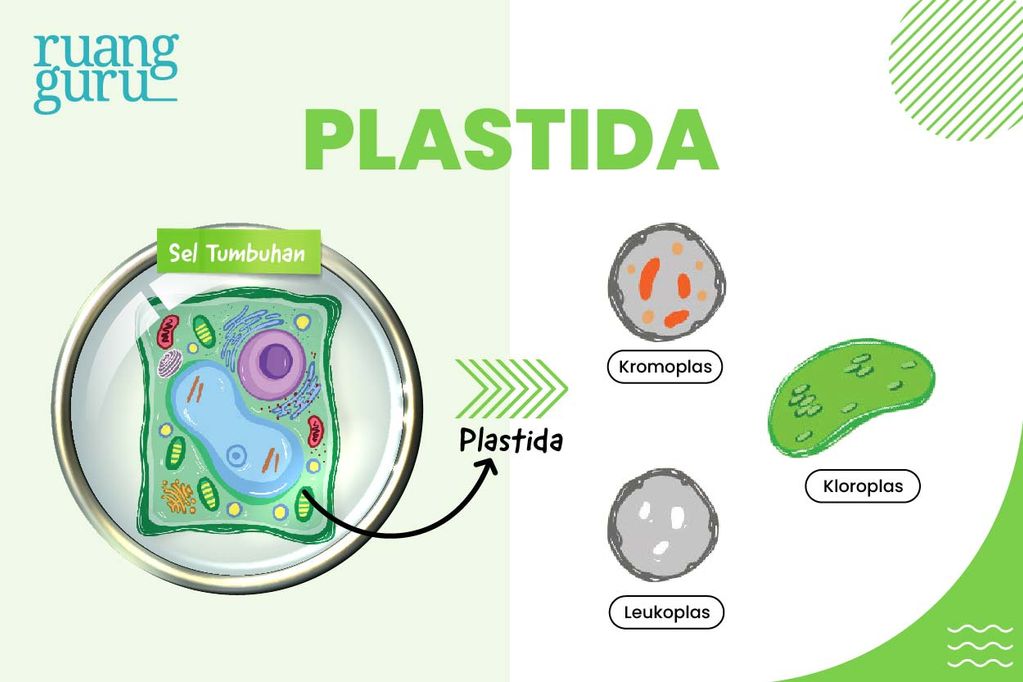 gambar plastida - organel sel hewan dan tumbuhan