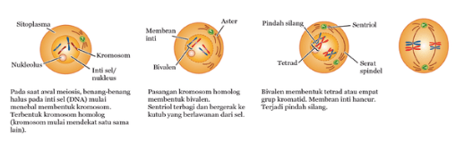 proses pembentukan sel ovum