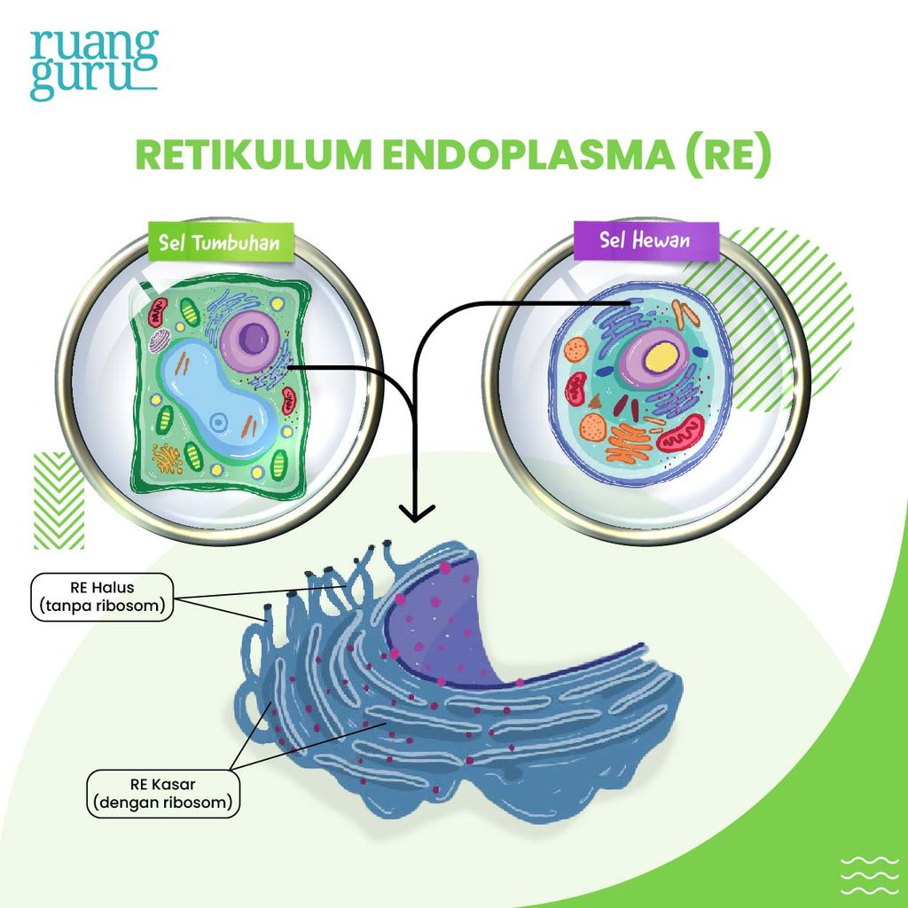 gambar retikulum endoplasma - organel sel tumbuhan dan hewan