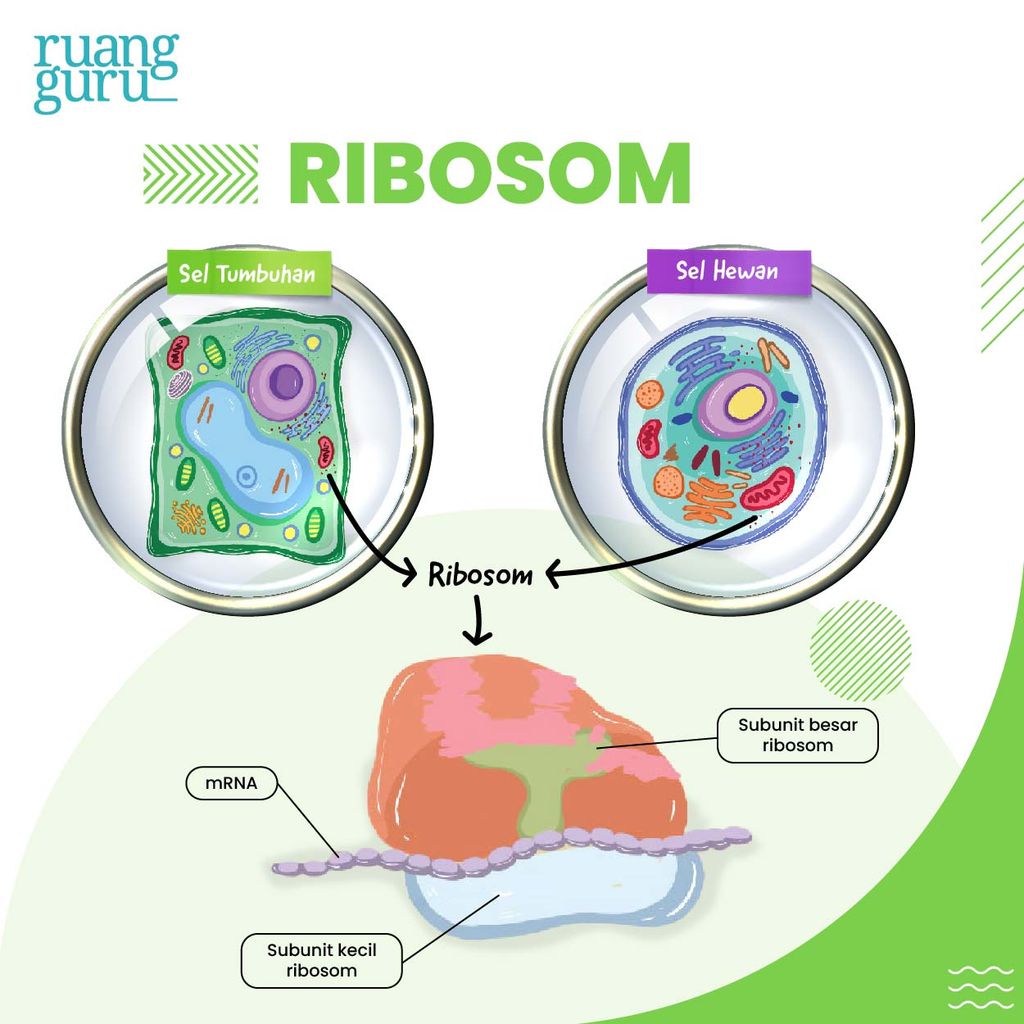 gambar ribosom - organel sel tumbuhan dan hewan