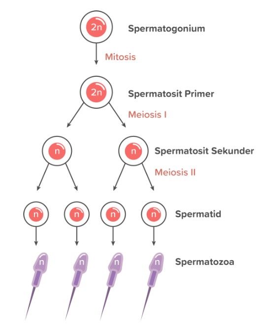 spermatogonium