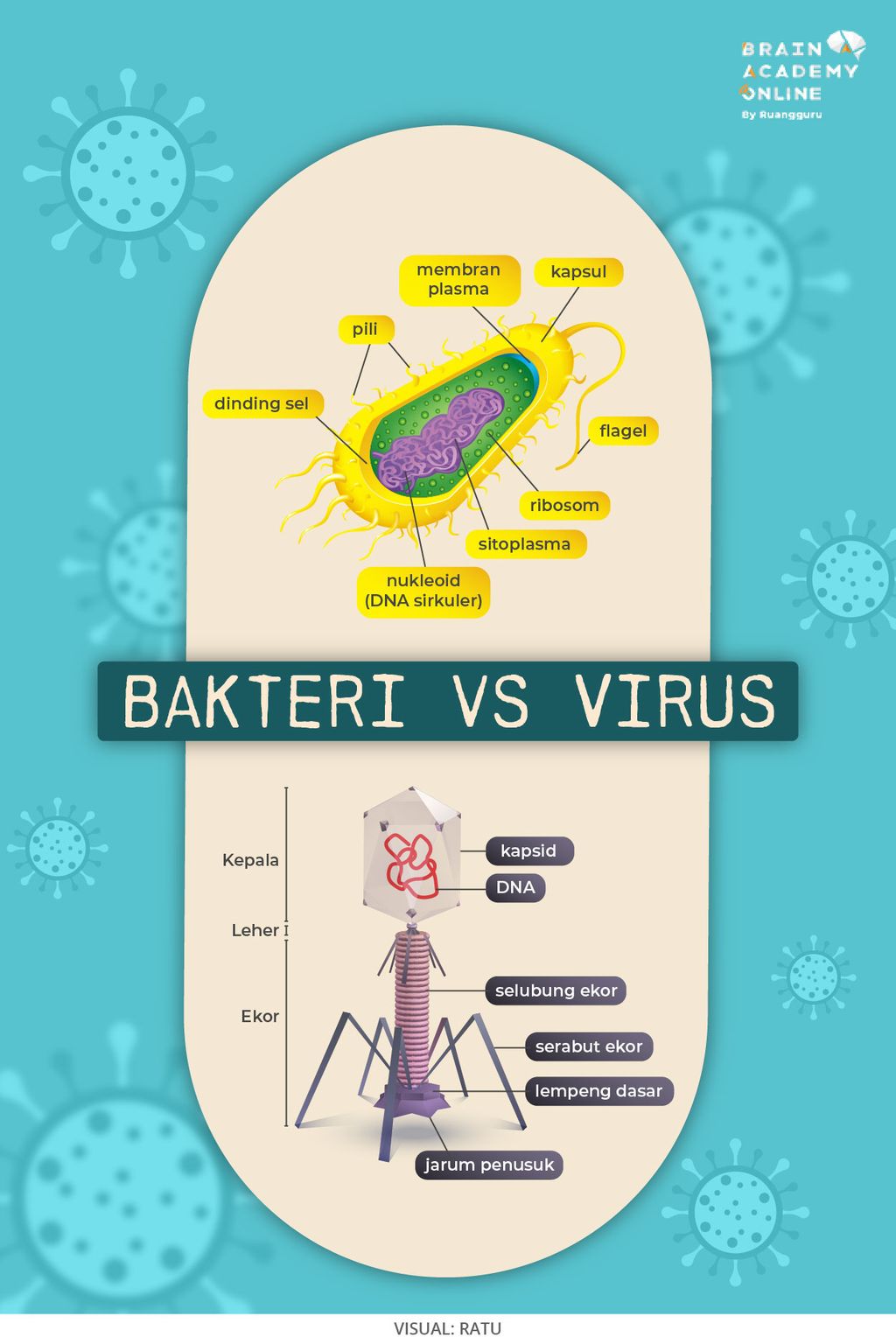 struktur tubuh bakteri dan virus