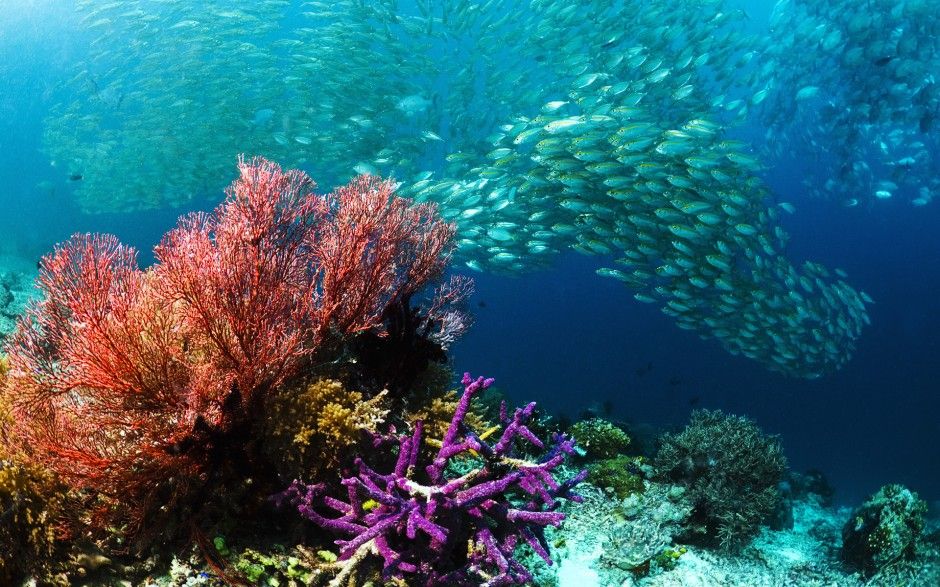 terumbu karang raja ampat spot pariwisata menyelam