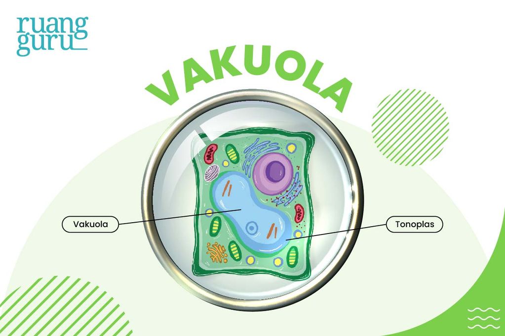 gambar vakuola - organel sel tumbuhan dan hewan